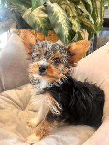 Male Yorkshire Terrier Born: 4/6/2024 $3199.99- $700  $2499.99 USDA#-85-A0077