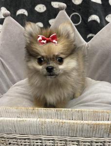 Female Pomeranian Born: 1/19/23 $2399.99 USDA#- 47-B-0126