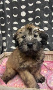 Female Soft Wheaten Terrier Born: 1/14/23 $1999.99 USDA#- 47-B-0126