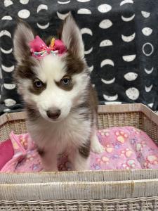 Female Siberian Husky Born: 11/9/22 $2399.99 USDA#- 47-B-0126
