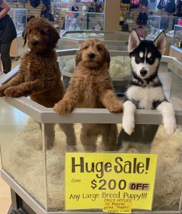 $200 Any REGULAR PRICE large breed puppy! $200 off does not apply to already discounted puppies, and cannot be combined with any other offers! Large breed is any puppy that will weigh more than 50 lbs as an adult. 