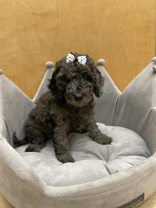Female Mini Poodle/Goldendoodle Born: 9/24/22 $2399.99 