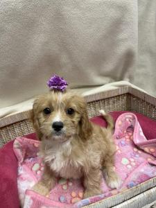 Female Cavapoo (Cavalier King x Poodle) Born: 9/13/22 $2199.99 USDA#- 47-B-0126 