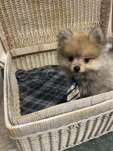 Male Pomeranian Born: 7/4/22 $2899.99 USDA#- 47-B-0126