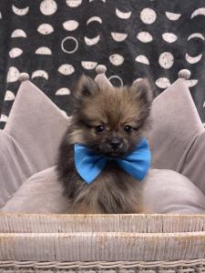Male Pomeranian Born: 1/19/23 $2399.99 USDA#- 47-B-0126