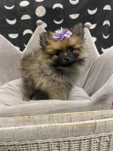 Female Pomeranian Born: 1/16/23 $2499.99 USDA#- 47-B-0126