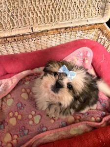 Female Shih Tzu Born: 6/25/2024 $1899.99- $100 $1799.99 USDA# 47-B-0126