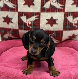 Female Dachshund Born: 9/24/24 $2199.99 USDA# 47-B-016