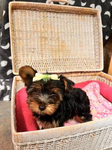 Female Yor-Sil (Yorkie x Silky) $2299.99USDA#-85-A0077