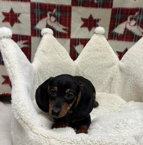 Male Dachshund Born: 9/24/24 $2199.99 USDA# 47-B-0126