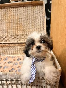 Male Maltese x Shih Tzu $1699.99Born: 6/21/2024 USDA# 47-B-0126