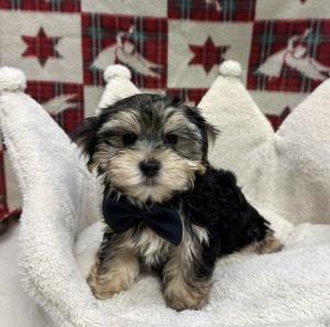 Male Morkie (Maltese x Yorkie) Born: 9/21/24 $2199.99 USDA# 47--0126