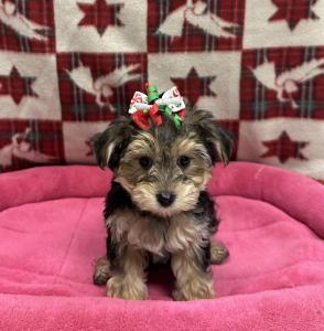 Female Morkie (Maltese x Yorkie) Born: 9/21/24 $2199.99 USDA# 47-B-0126