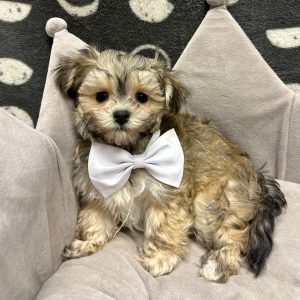 Male Malshipoo (Maltese/Shih Tzu x Poodle) Born: 1/30/25 SALE! Originally: $1999.99 Now: $1799.99! USDA# 48-A-0366