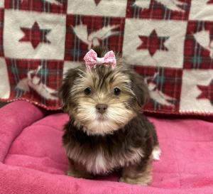 Female Yorkie x Shih Tzu Born: 9/20/24 $1799.99 USDA# 47-B-0126