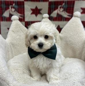 Male Maltipoo (Maltese x Poodle) Born: 9/27/24 $2099.99 USDA# 47-B-0126