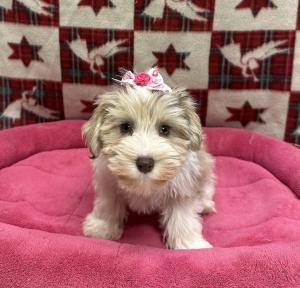 Female Mini Schnauzer Born: 9/19/24 $1999.99 USDA# 47-B-0126