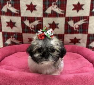 Female Shih Tzu Born: 9/7/24 $1899.99 USDA# 47-B-0126