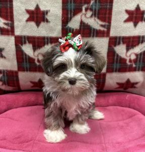 Female Mini Schnauzer Born: 9/17/24 $2099.99 USDA# 47-B-0126