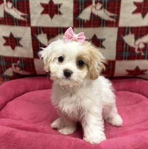 Female Cavatese (Cavalier King x Maltese) Born: 9/20/24 $1899.99 USDA# 47-B-0126