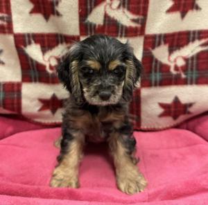 Female Cocker Spaniel Born: 9/22/24 $2099.99 USDA# 47-B-0126