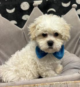 Male Zuchon (Shih Tzu x Bichon) Born: 3/24/24 SALE! Originally: $1699.99 Now: $895.00 USDA#- 47-B-0126