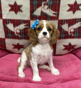 Female Cavalier King Charles Born: 9/21/24 $2099.99 USDA# 47-B-0126