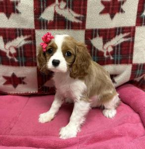 Female Cavalier King Charles Born: 9/21/24 $2099.99 USDA# 47-B-0126