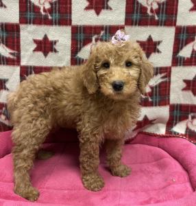 Female Moyendoodle (Moyen Poodle x Mini Goldendoodle) Born: 9/22/24 $1999.99 USDA# 47-B-0126