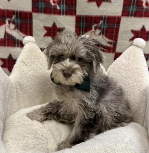 Male Schnoodle (Mini Schnauzer x Poodle) Born: 9/21/24 $1599.99 USDA# 47-B-0126