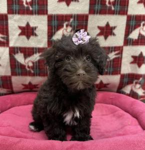 Female Schnoodle (Mini Schnauzer x Poodle) Born: 9/21/24 $1699.99 USDA# 47-B-0126