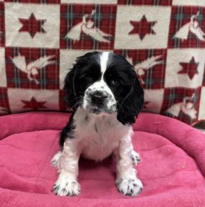 Female Cocker Spaniel Born: 9/2//24 $1899.99 USDA# 47-B-0126