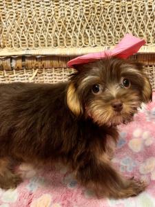 Female Havashire (Havanese x Yorkie) Born: 6/27/24 $1899.99 USDA# 47-B-0126