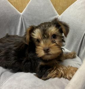 Male YorkieBorn: 4/6/24SALE! Originally: $2699.99 Now: $1899.99 USDA#- 47-B-0126