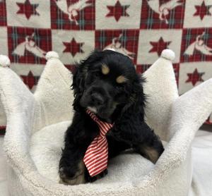 Male Cocker Spaniel Born: 9/2//24 $1799.99 USDA# 47-B-0126