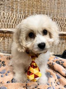 Male Cavachon (Cavalier King Charles x Bichon Frise) Born: 7/13/24 $1399.99 USDA# 47-B-0126