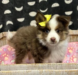 Female Mini Aussie/Pomsky (Pomeranian x Husky) Born: 4/2/24 $1899.99 USDA#- 47-B-0126