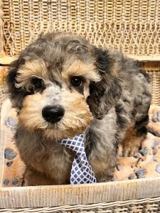 Male Poodle Born: 7/8/24 $1799.99 USDA# 47-B-0126