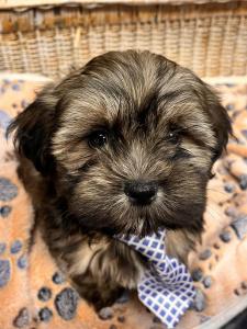 Male Havashu (Havanese x Shih Tzu) Born: 7/20/24 $1699.99 USDA# 47-B-0126