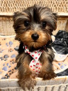 Male Yorkie Born: 6/25/24 $2999.99 USDA# 47-B-0126