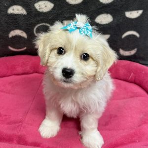 Female Cavachon (Cavalier x Bichon) Born: 2/7/25 SALE! Originally: $1799.99 Now: $1599.99! USDA# 47-B-0126