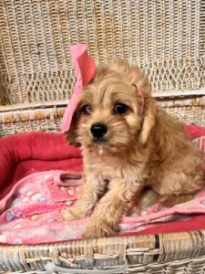 Female Cavapoo$1799.99- $100  $1699.99USDA# 47-B-0126