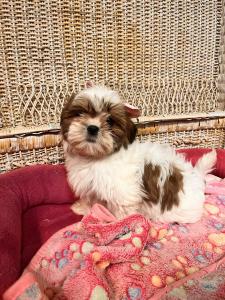 Female Shih Tzu$1799.99USDA# 47-B-0126