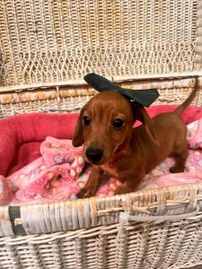 Female DachshundBorn 7/22/24$2099.99USDA# 47-B-0126