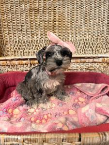 Female Schnauzer Born: 7/16/24 $1899.99 USDA# 47-B-0126