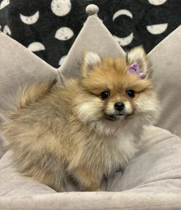 Female Pomeranian Born: 1/5/24 $2399.99 USDA#- 47-B-0126 