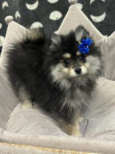 Female Pomeranian Born: 1/5/24$2399.99 USDA#- 47-B-0126 