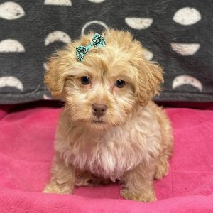 Female Yorkiepoo (Yorkie x Poodle) Born: 2/5/25 SALE! Originally: $1799.99 Now: $1699.99! USDA# 47-B-0126