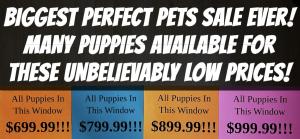 Please call for availability of puppies at these prices! 303-972-0191