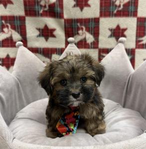 Male Yorkie x Shih Tzu Born: 10/6/24 $1799.99 USDA# 47-B-0126